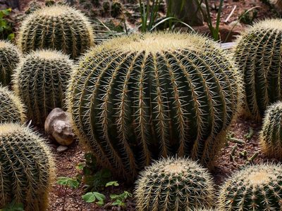 Suculentas: consejos para que el cactus erizo crezca fuerte y sano