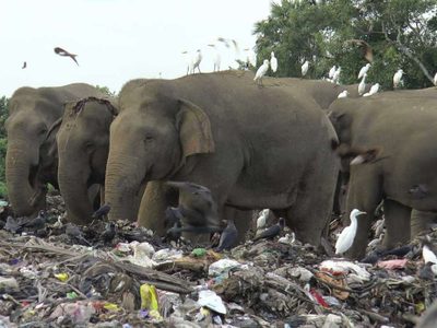 Veterinarios de Sri Lanka advierten que los elefantes mueren por comer plástico en los basurales