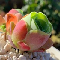 Suculenta en forma de rosa: cuidado de la planta más linda y original para tener en tu hogar