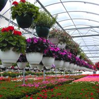 Producir plantas y flores ornamentales en época de cuarentena