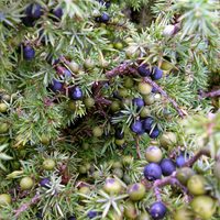 El enebro patagónico, lo mejor para aromatizar el Gin