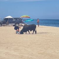 Un toro embiste a una mujer en una playa de Los Cabos (Video)