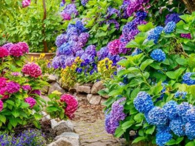 El facilísimo truco de los viveristas para revivir tus Hortensias en dos pasos