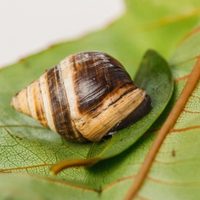 No tires el maple de huevos y hacé esta efectiva trampa para caracoles, sin químicos y con ingredientes naturales