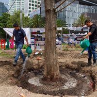Amurallan el ahuehuete de Reforma; “sigue vivo”, pero no tiene un “desarrollo adecuado”