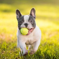 Curiosidades que muchos no conocen acerca del bulldog francés