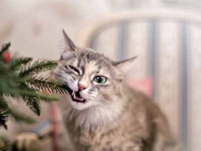 6 plantas que no querrás tener cerca de tus mascotas