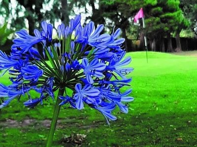 5 plantas con flores de color azul que aman el sol y son perfectas para la primavera-verano