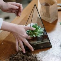 Cuáles son los errores que hay que evitar al preparar la tierra para las suculentas