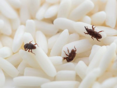 El truco para exterminar a los gorgojos de tu cocina antes de que se coman todo en tu alacena