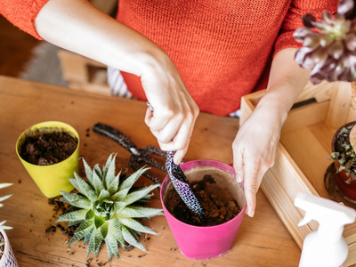 Si tus suculentas se deforman o estiran, descubrí cómo hacen los expertos para arreglarlo y obtener nuevas plantas