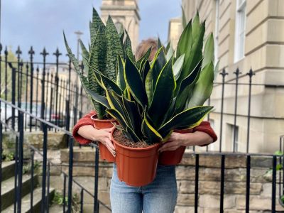 No solo es decorativa: el secreto sobre la Sansevieria que no sabías y que te ayuda a mejorar tu salud