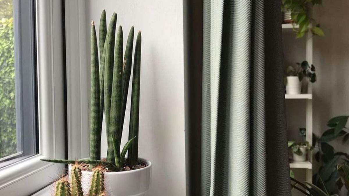 Planta. Fuente: (Instagram)