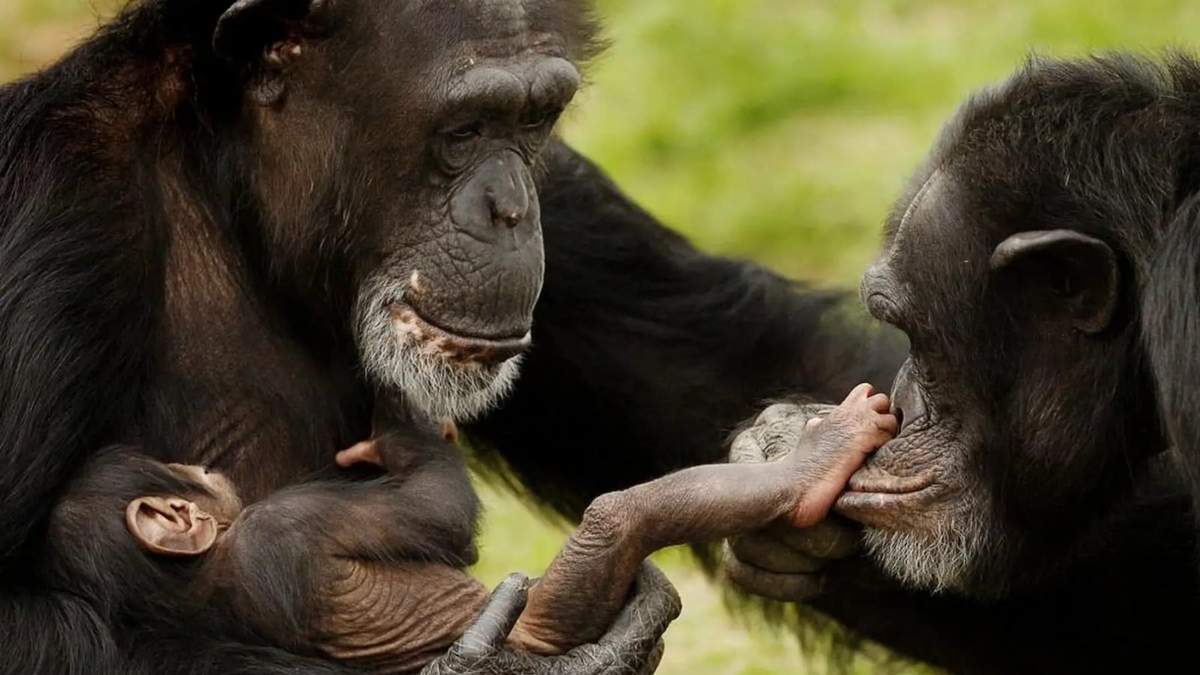 Chimpancés. Fuente: (Twitter)