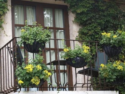 5 plantas que decoran y resisten todo: ideales para balcones chicos en la ciudad