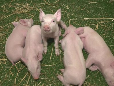 El hombre que recibió el primer trasplante de corazón de un cerdo habría muerto por un virus porcino