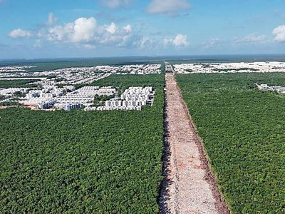 Tren Maya: en marcha lenta, destructiva y onerosa