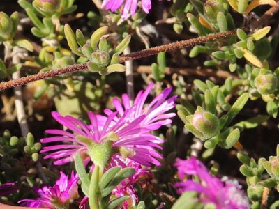 La hermosa planta de rápido crecimiento que llena tus muros y paredes de increíbles flores y vegetación