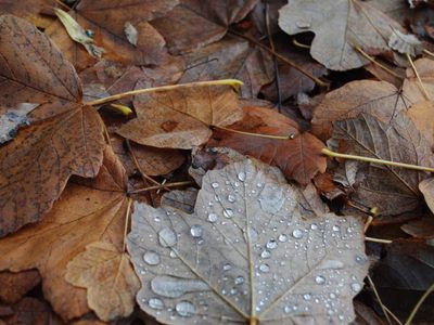 No levantes las hojas secas en otoño: 3 grandes beneficios que los expertos en jardinería no mencionan