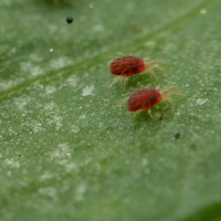 Con un elemento que tenés en tu casa, alejá los gusanos de araña roja que se comen tus plantas o cultivos