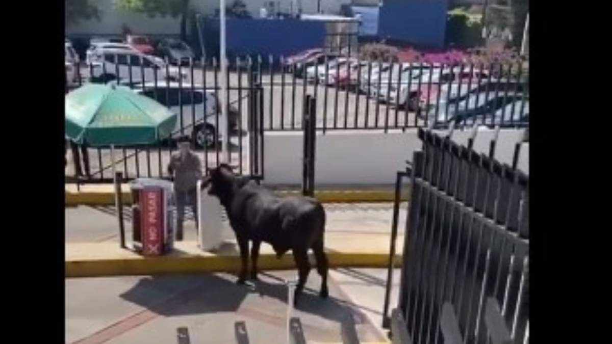 Toro se metió al estacionamiento de La Salle