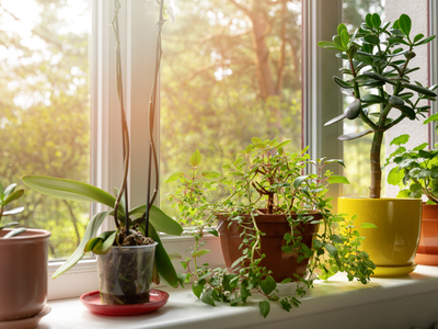 3 consejos valiosos para que tus plantas sobrevivan este invierno totalmente sanas