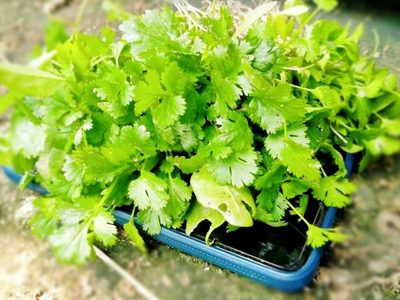 El truco viverista para reproducir tu planta de Cilantro en casa y disfrutar de su rico sabor en la cocina
