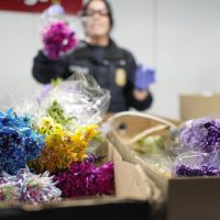 460 millones de flores sudamericanas llegan a EU y Canadá para San Valentín