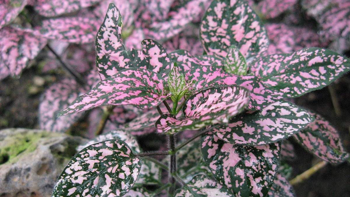 Plantas. Fuente:(X).