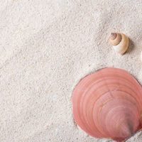 Desempolvá los caracoles de playa que tenés en casa: así podés decorar tu espejo súper lindo y con un estilo marino