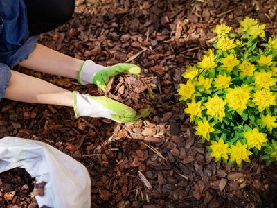 Mulching: así es la técnica que no puede faltar en un jardín ecológico