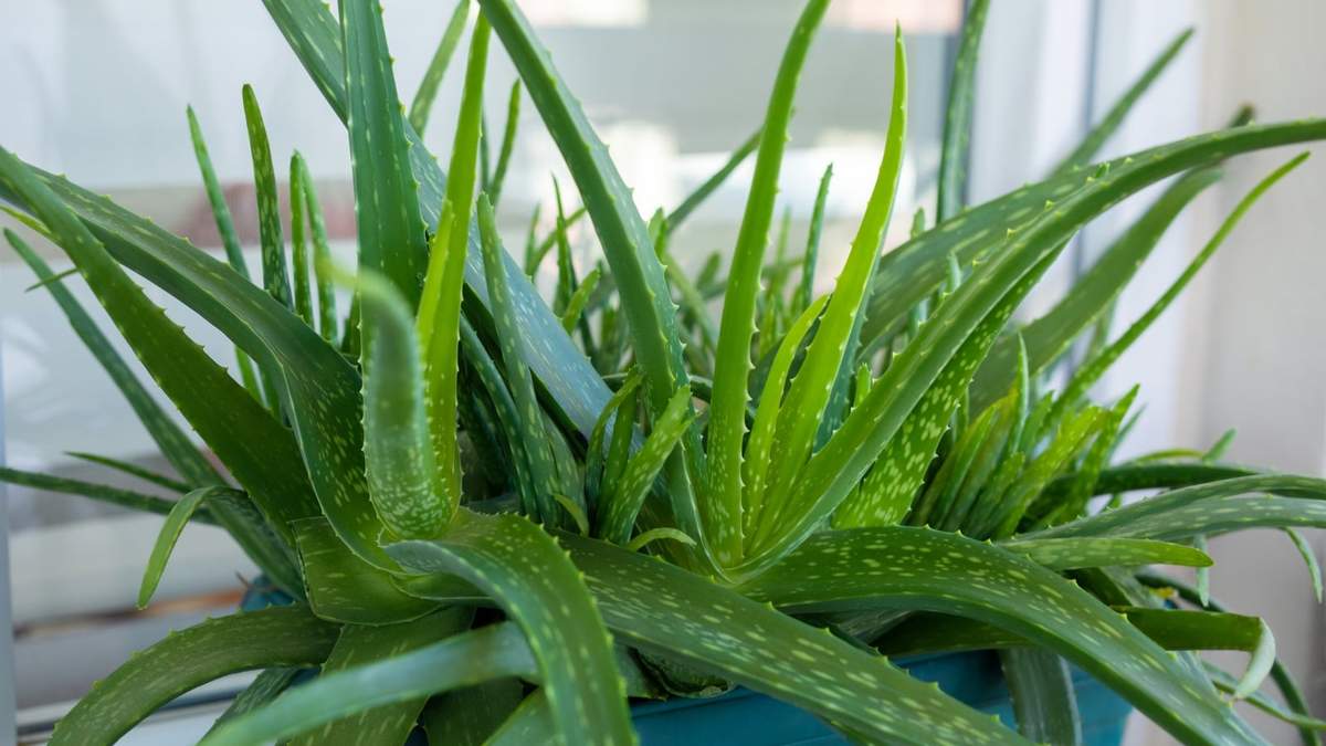 Aloe vera. Fuente: (X)