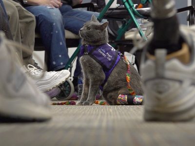 Terapia con gatos: así apoyan a enfermos y ancianos