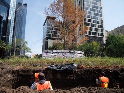 Expertos recomiendan poner una barrera de protección al ahuehuete de Reforma