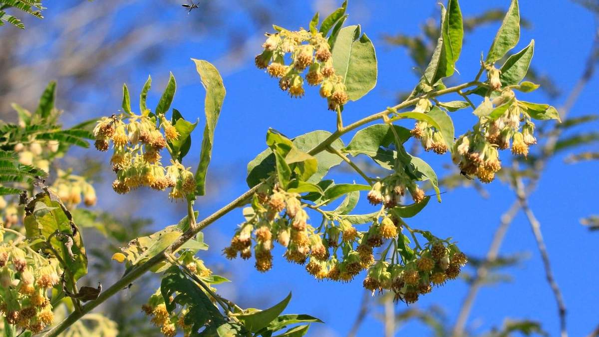 Tabaquillo del Monte, una planta de fácil cuidado. Fuente: (X)