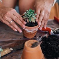 Suculentas: los mejores pasos a seguir antes de trasplantarlas y que no se dañen