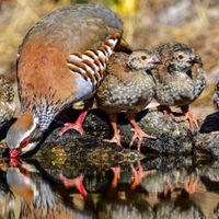 Curiosidades sobre las perdices, las aves “charlatanas” muy buscadas por los cazadores y que simboliza la fortaleza