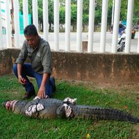 Rescatan un cocodrilo que deambulaba por un parque en Tabasco