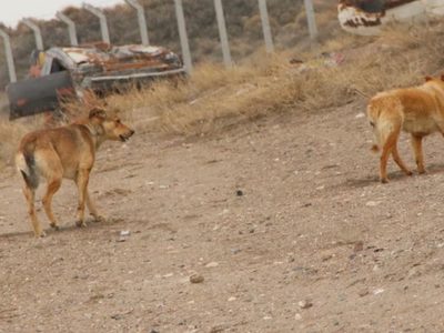 Zapala: Zoonosis desarrolló jornada de esterilización de canes abandonados