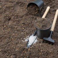 Cenizas en el jardín: un fertilizante natural para tus plantas