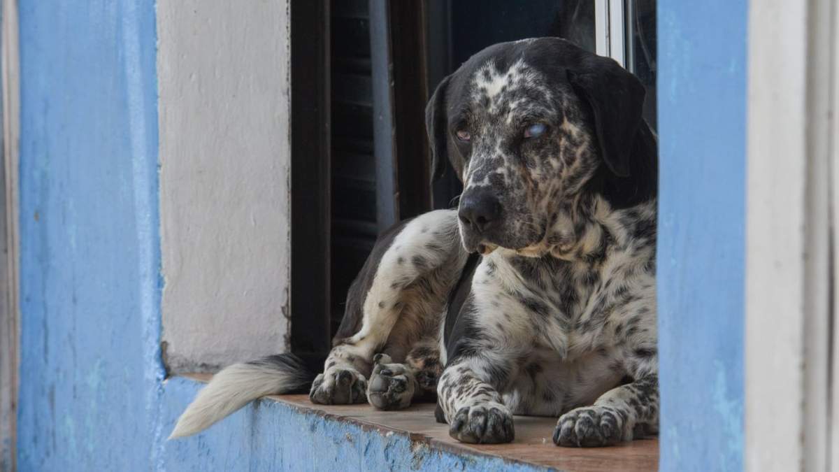 Protección para animales de compañía