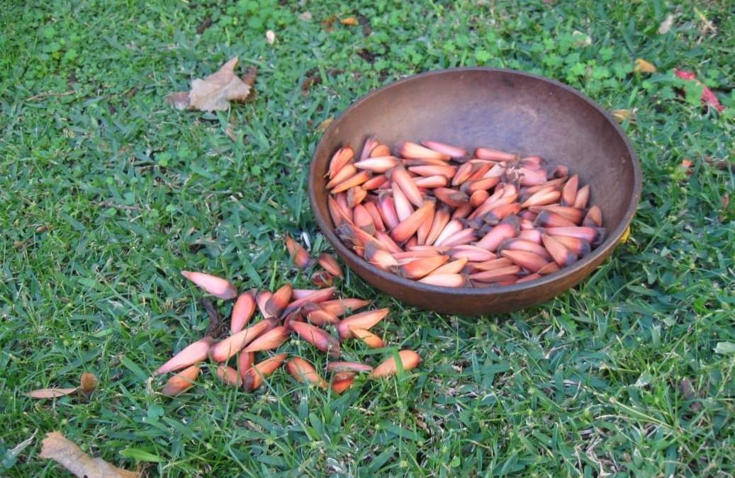 Piñón: alimento ancestral y gourmet. Fuente: (Twitter)