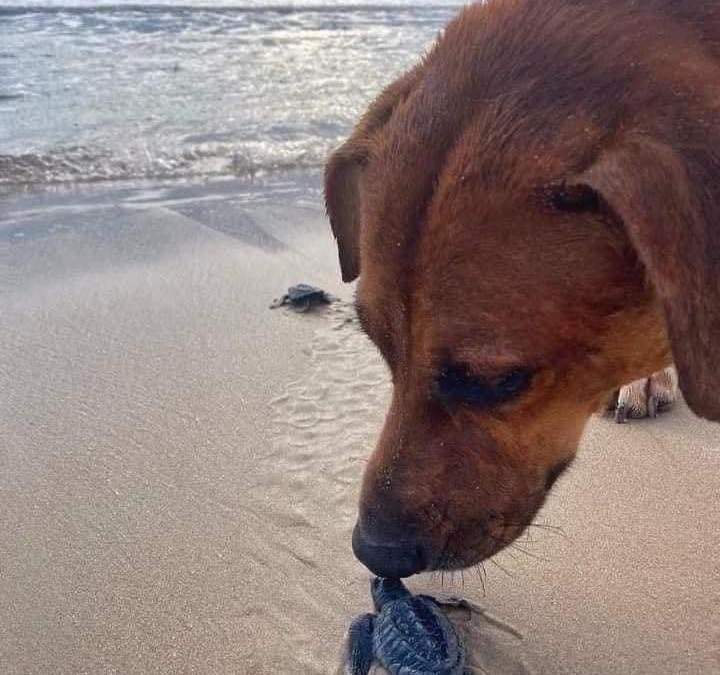 Perro "Solovino", ayuda a las tortugas a llegar al mar en playa Miramar, en Ciudad Madero, Tamaulipas