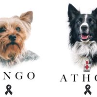 Envenenan a dos perros rescatistas de la Cruz Roja en Querétaro