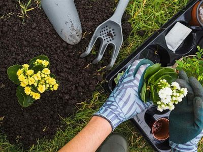 No gastés un peso: prepará el mejor fertilizante para las plantas con un ingrediente que tenés en la cocina
