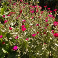 La planta que crece en lugares difíciles de tu jardín es muy fácil de cuidar y aguanta todo el sol en verano