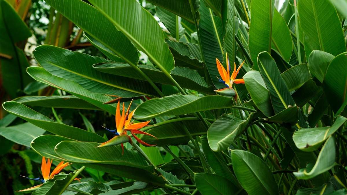 Strelitzia. Fuente: (X)