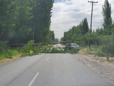 El viento provocó la caída de árboles y postes en General Roca