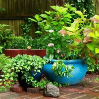 El secreto que salva a tus plantas no está en el sol ni el agua, sino en algo que tomás cada mañana