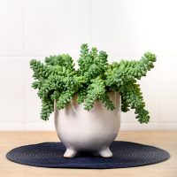 Suculentas: secretos para que la Sedum Burrito crezca más frondosa